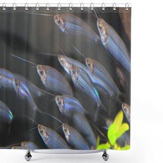 Personality  Glass Catfish (Kryptopterus Bicirrhis) Flocks Shower Curtains