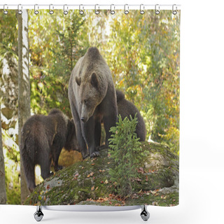 Personality  Brown Bear Into The Forest Shower Curtains