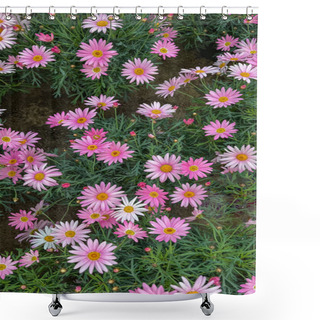 Personality  Group Of Potted Pink Daisy Flowers In Greenhouse Shower Curtains