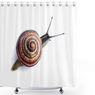 Personality  Snail Shower Curtains