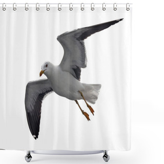Personality  Isolated Flying Seagull. Lesser Black-backed Gull (Larus Fuscus). Shower Curtains