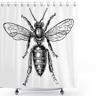Personality  Worker Bee, Vintage Engraving. Shower Curtains