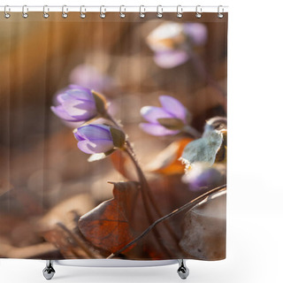 Personality  Hepatica Nobilis Flowers In The Spring Forest Shower Curtains