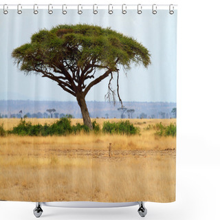 Personality  Landscape With Acacia Tree And Cheetah Shower Curtains