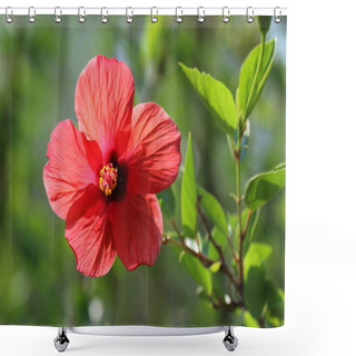Personality  Hibiscus Rosa-sinensis Is A Flowering Plant Known As Chinese Hibiscus, China Rose, Hawaiian Hibiscus, Rose Mallow, Shoeblack Plant. Shower Curtains