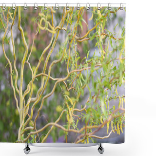 Personality  Spiral Tree Branches. Curly Japanese Willow Salix Erythroflexuosa Close-up. Matsuda Willow Twisting Trunk With Leaves. Beautiful Japanese Decorative Tree. Shower Curtains