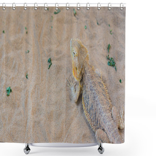 Personality  Image Of Bearded Dragon On Sand. Shower Curtains