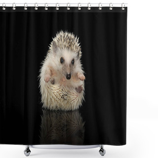 Personality  An Adorable African White- Bellied Hedgehog Looking At The Camera Shower Curtains