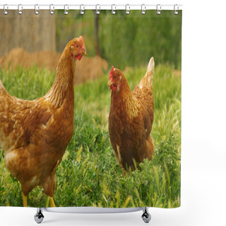 Personality  Chicken 07 Shower Curtains