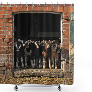 Personality  Goatlings Or Kids Looking Out A Barn Door On An Organic Farm, Othenstorf, Mecklenburg-Western Pomerania, Germany, Europe  Shower Curtains