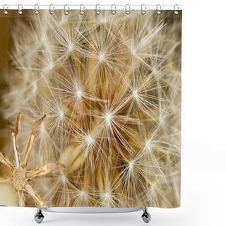 Personality  Beautiful Dandelion Flowers Shower Curtains