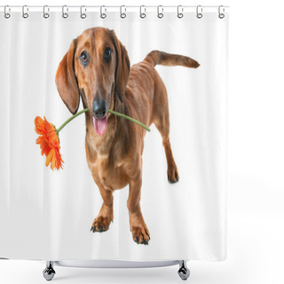 Personality  Flower For You Shower Curtains