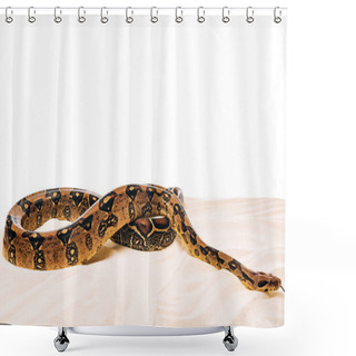Personality  Python On Sand On White Background With Copy Space Shower Curtains
