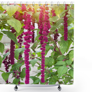 Personality  A Large Plant And A Red Amaranth Flower, Large Blooming Red Amaranth Braids Dangle Against The Background Of The Sun, Decorative Shower Curtains