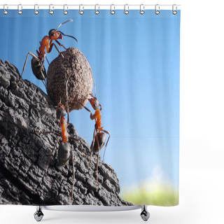 Personality  Team Of Ants Rolls Stone Uphill Shower Curtains