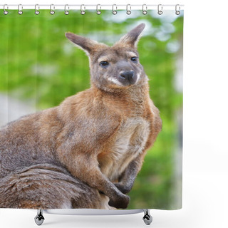 Personality  Young Red Kangaroo  With Muscles Shower Curtains
