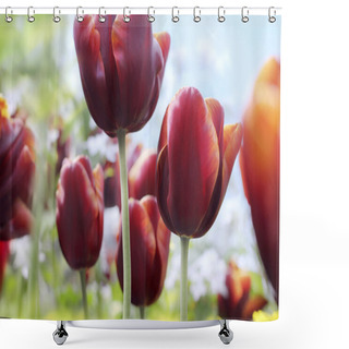 Personality  Dark Magenta Tulips In Bloom Shower Curtains