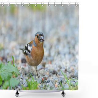 Personality  A Male Common Chaffinch Standing On The Ground, Sunny Day In Summer Shower Curtains