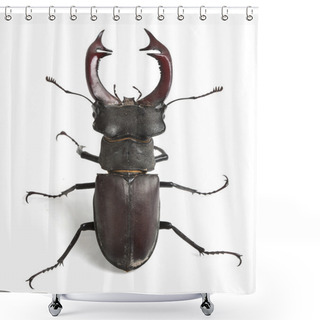 Personality  Stag Beetle Shower Curtains