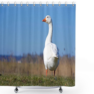 Personality  White Goose Shower Curtains