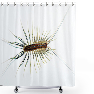 Personality  Centipede Shower Curtains