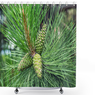 Personality  Green Pinecone Hanging From The Branch Shower Curtains