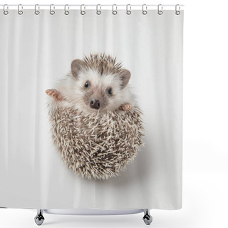 Personality  Adorable Grey Hedgehog With Spike Rests On Back On White Background Shower Curtains