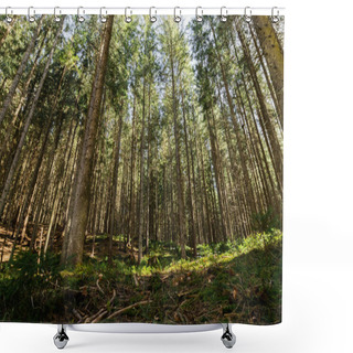 Personality  Fir Forest With Sunlight On Green Meadow  Shower Curtains