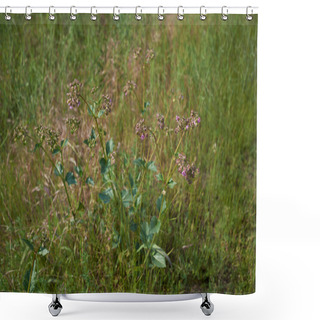 Personality  Mirabilis Nyctaginea Plants In Bloom Shower Curtains