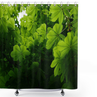 Personality  Bottom View Of Beautiful Blooming Green Chestnut Tree Shower Curtains