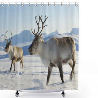 Personality  Reindeers In Natural Environment, Tromso Region, Northern Norway. Shower Curtains