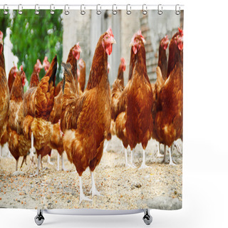 Personality  Chickens On Traditional Free Range Poultry Farm Shower Curtains