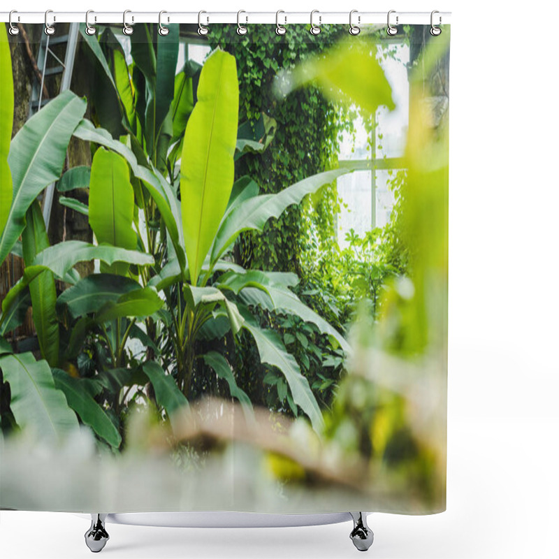 Personality  Beautiful Tropical Rainforest Greenhouse With Various Plants And Window On Background Shower Curtains