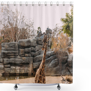 Personality  Funny Giraffe Walking In Zoological Park, Barcelona, Spain Shower Curtains