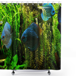 Personality   Exotic Fishes In An Aquarium Shower Curtains