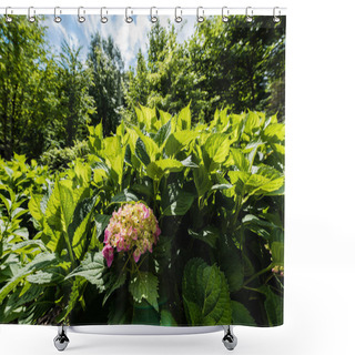 Personality  Selective Focus Of Pink Blooming Flowers Near Green Fresh Leaves In Park  Shower Curtains