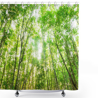 Personality  Ant Eye View Of Mangrove Tree In Morning Background Shower Curtains