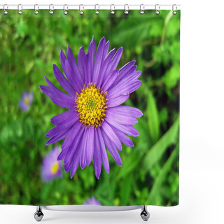 Personality  Violet Alpine Aster . Shower Curtains