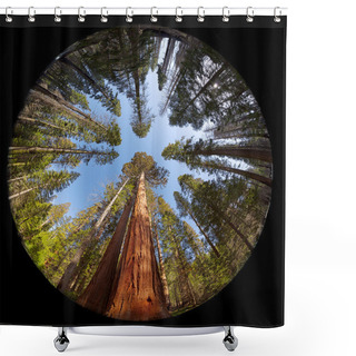 Personality  Giant Sequoia Fisheye Shower Curtains