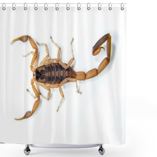 Personality  Bark Scorpion Shower Curtains