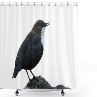 Personality  White-throated Dipper, River Bird Isolated In White Background Shower Curtains