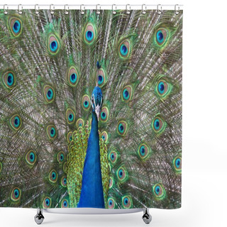 Personality  Peacock Show-off Shower Curtains