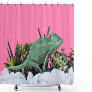 Personality  Side View Of Cute Exotic Chameleon Crawling On Stones And Succulents Isolated On Pink Shower Curtains