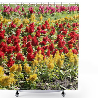 Personality  Red Of Cockscomb Flower In Bloom And Morning Sunshine In The Flower Garden. Shower Curtains