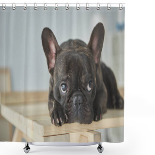 Personality  Close-up View Of Adorable Black French Bulldog Lying On Wooden Table  Shower Curtains