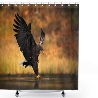 Personality  White-tailed Eagle Shower Curtains