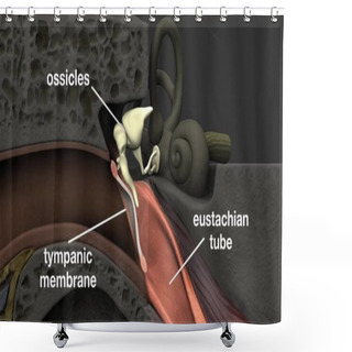 Personality  Anatomy Of Human Ear. Shower Curtains