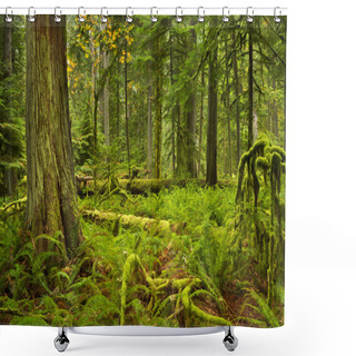 Personality  Lush Rainforest In Cathedral Grove, Vancouver Island, Canada Shower Curtains
