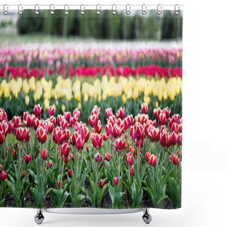 Personality  Selective Focus Of Beautiful Colorful Tulips Growing In Field Shower Curtains