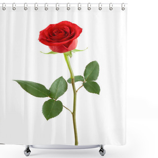 Personality  One Red Rose. Shower Curtains